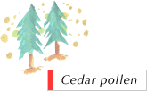 Cedar pollen